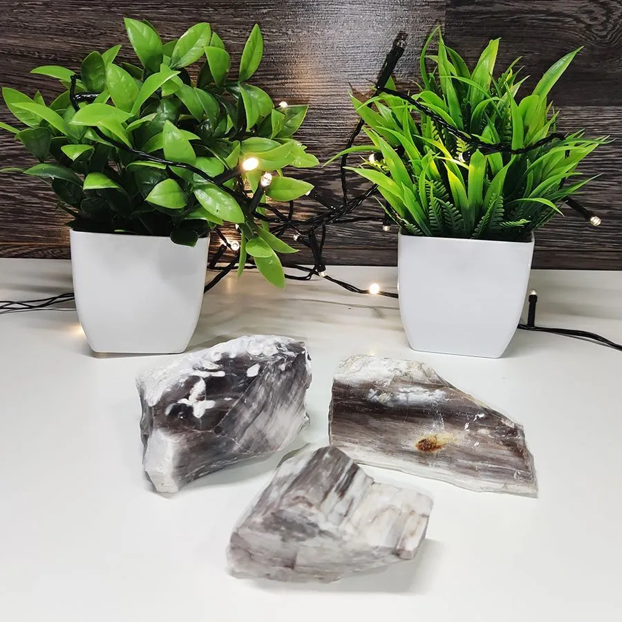 Окаменелое дерево