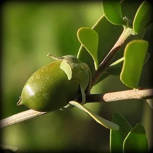 Натуральное косметическое масло "Жожоба" 50 мл