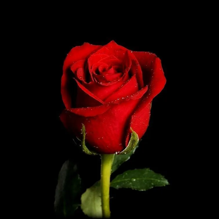 Эфирное масло "Роза" 10 мл.