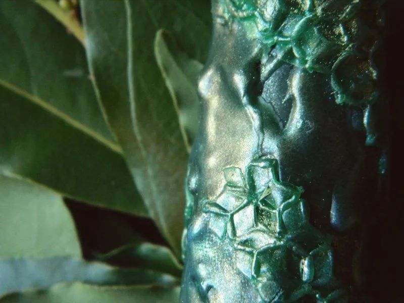 Змеиная свеча-маканка