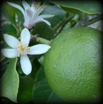 Эфирное масло "Лайм" 10 мл.