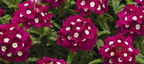 Магические травы: как применять их себе во благо