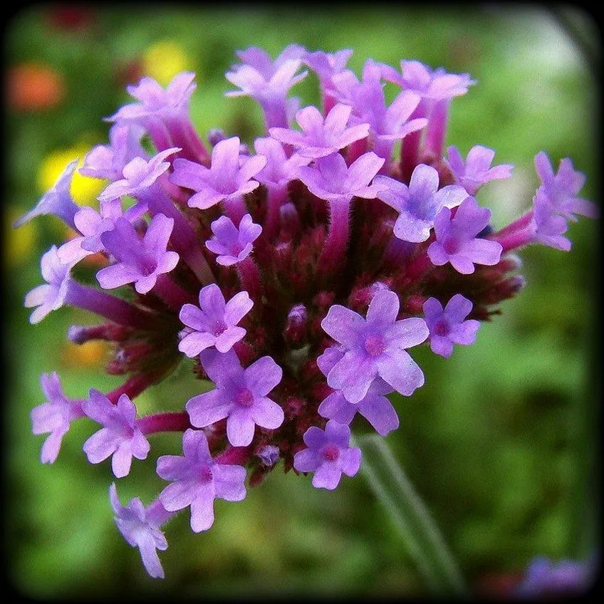 Эфирное масло "Вербена" 10 мл.