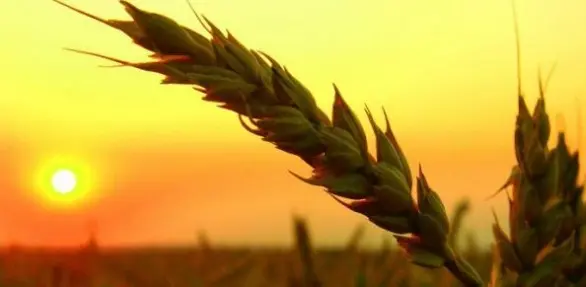 Лугнасад - праздник урожая и осени: магические обряды и ритуалы