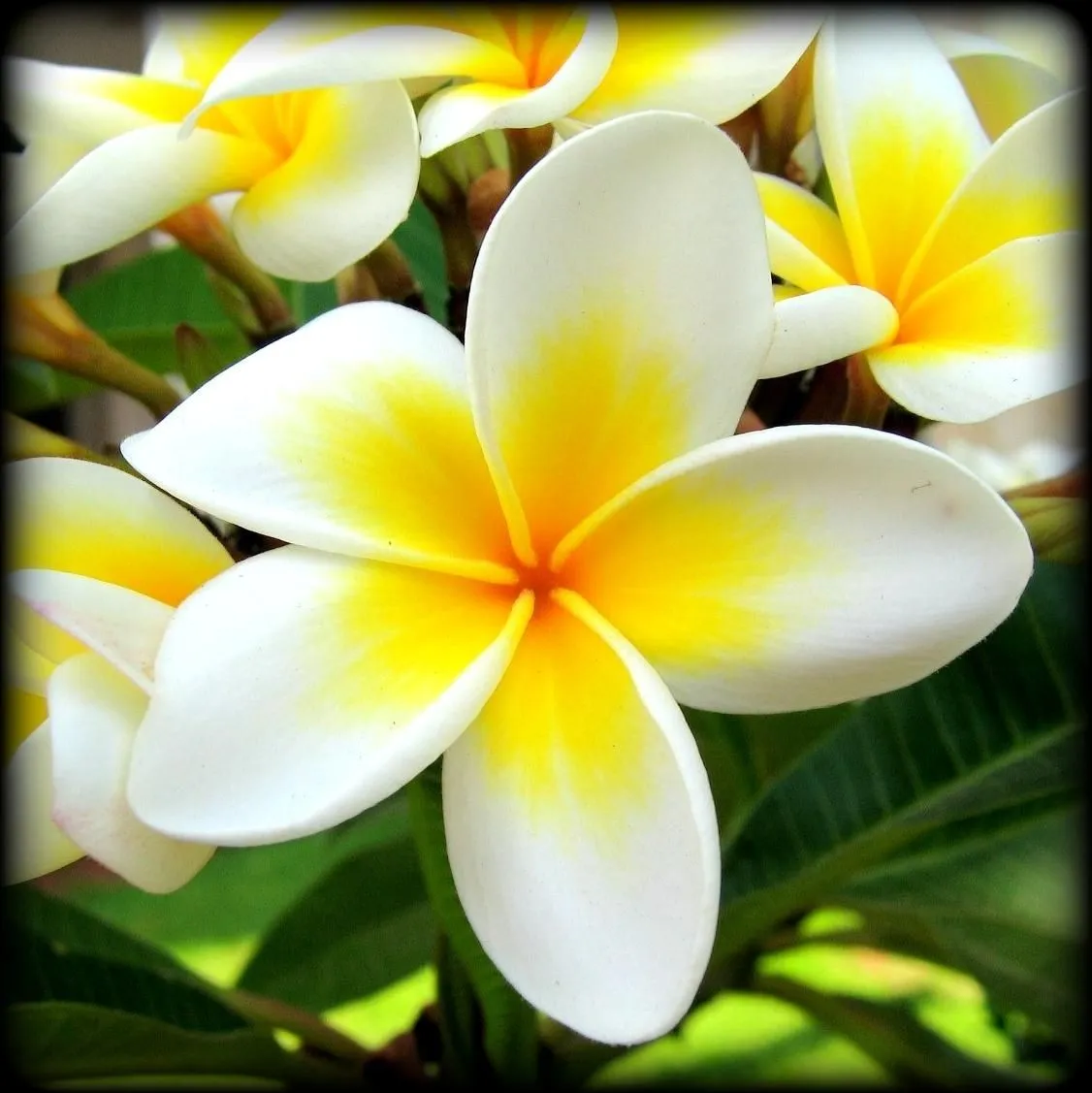 Эфирное масло "Пачули" 10 мл.