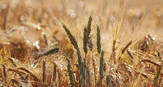 Мистический урожай: дарим подарки в честь праздника Ламмас