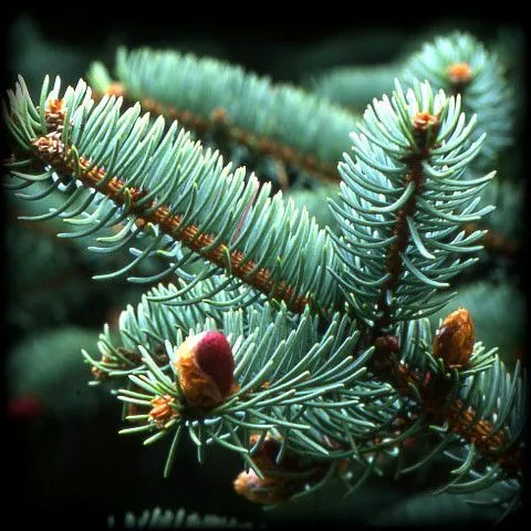 Эфирное масло "Ель" 10 мл.