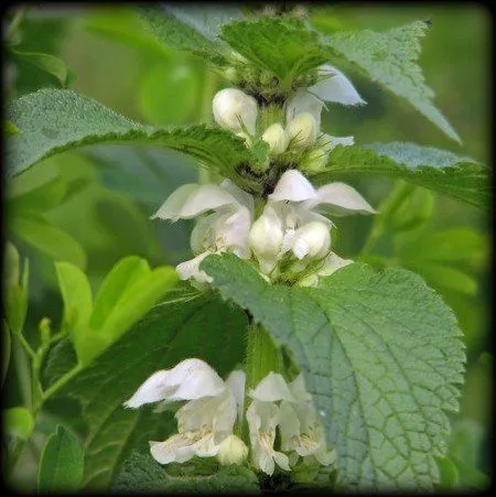 Яснотка (пакет 20 гр.)