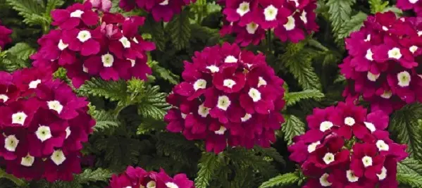 Магические травы: как применять их себе во благо