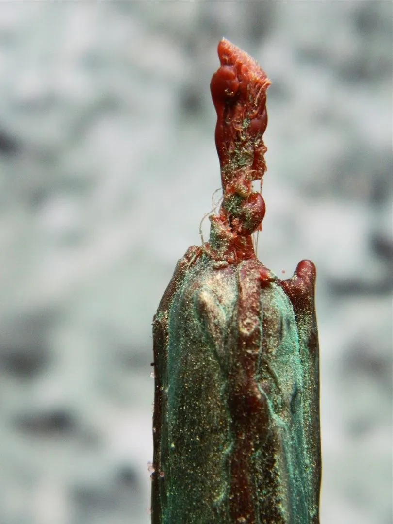 Родовая свеча-маканка