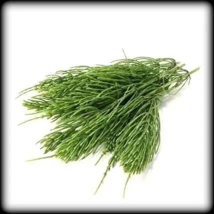 Хвощ (пакет 10 гр)