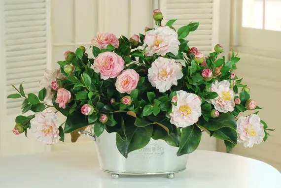 Магические растения_Камелия