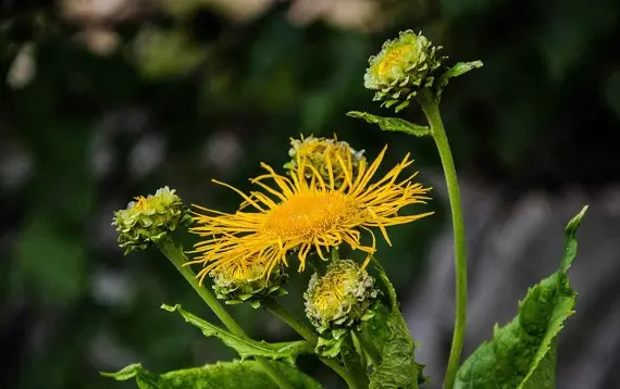 Магические растения_Девясил