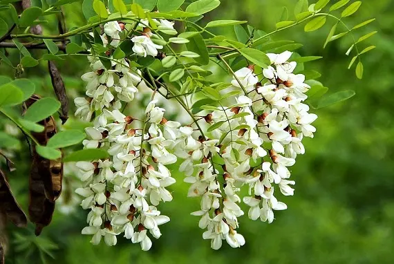 Магические растения_Акация