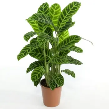 Магические растения_Калатея