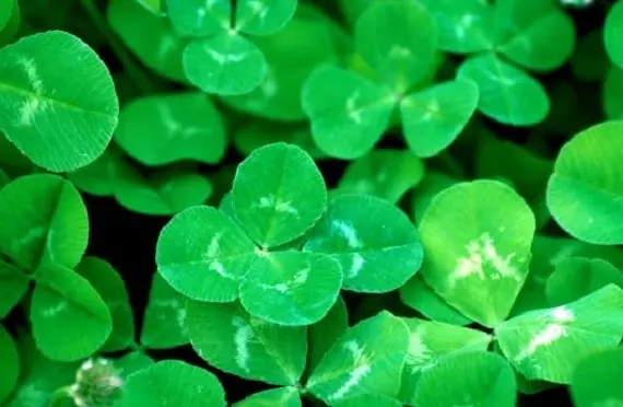 Любовное предсказание на клевере