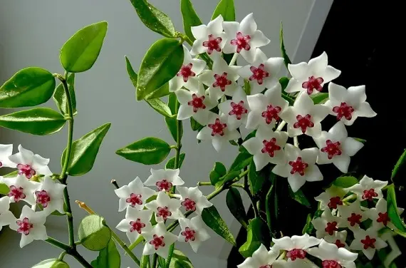 Магические растения_Хойя