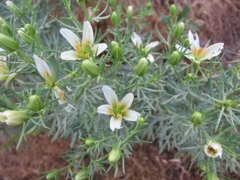 Магические травы_исрык