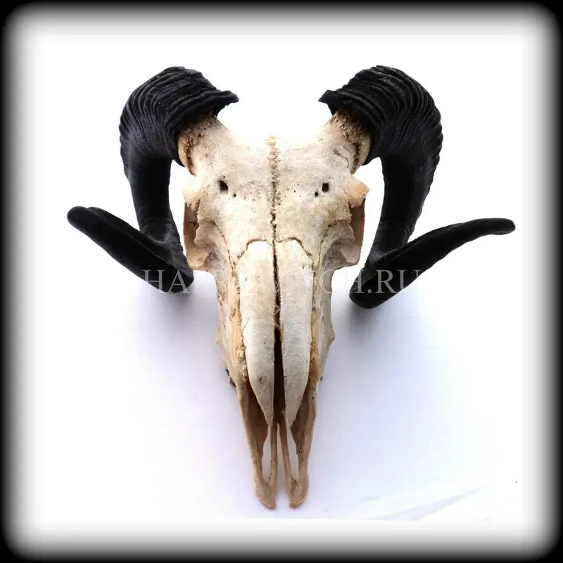 Череп барана