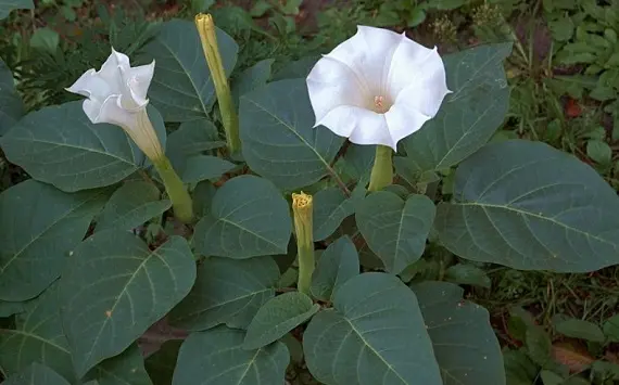 Магические растения_Дурман обыкновенный