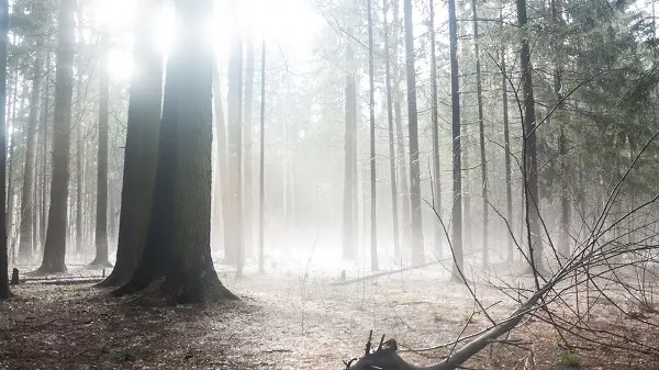 Праздник Остары_лес