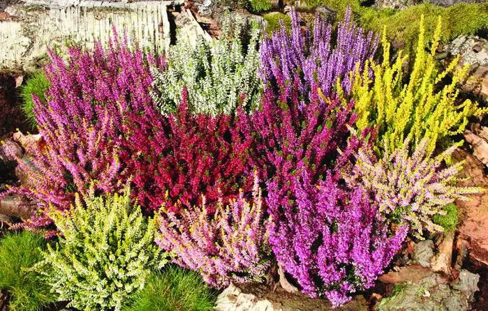 Вереск обыкновенный