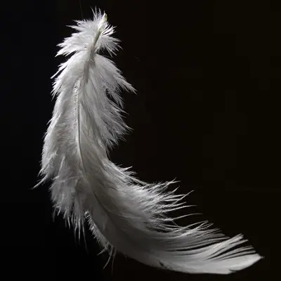 Лебединые перья