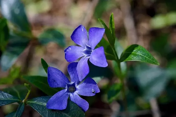 Магические растения_Барвинок