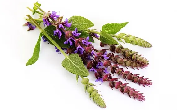 Магические растения_Шалфей лекарственный