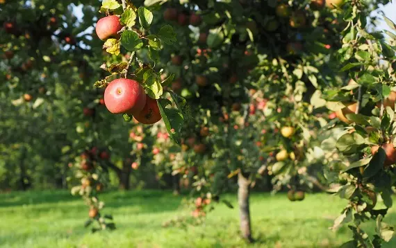 Магические растения_Яблоня