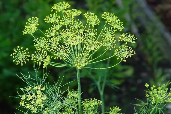Магические растения_Укроп