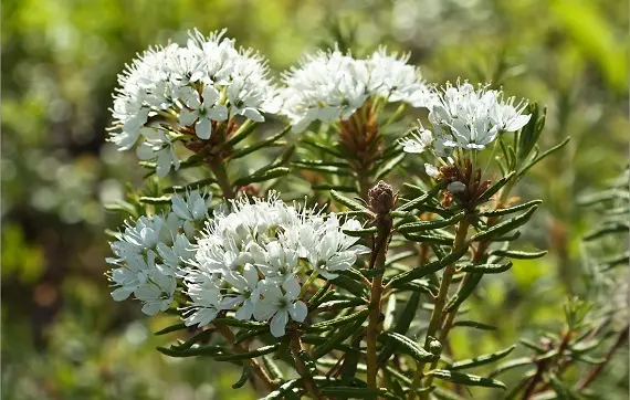 Магические растения_Багульник болотный