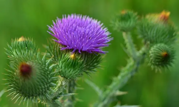 Магические растения_Чертополох