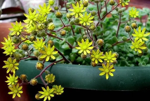 Магические растения_Аихризон