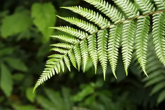 Магические растения_Папоротник