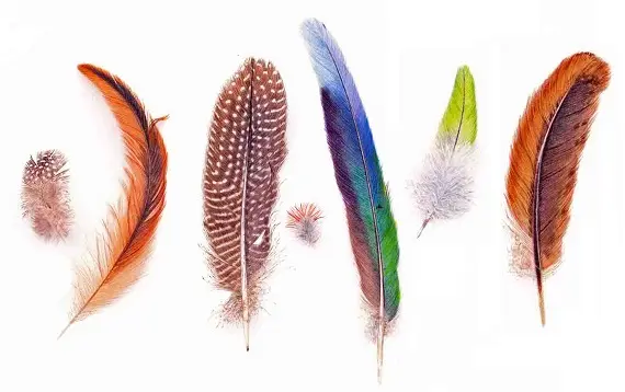 Черное перо птицы_толкование