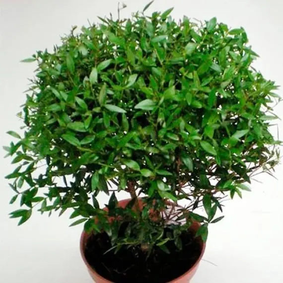 Магические растения_Мирт