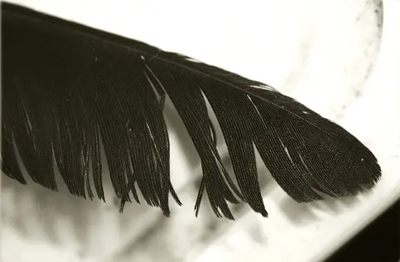 Черное перо птицы_виды