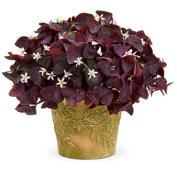 Магические растения_Оксалис