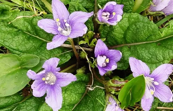 Магические растения_Мандрагора