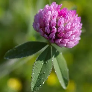 Магические растения_Клевер