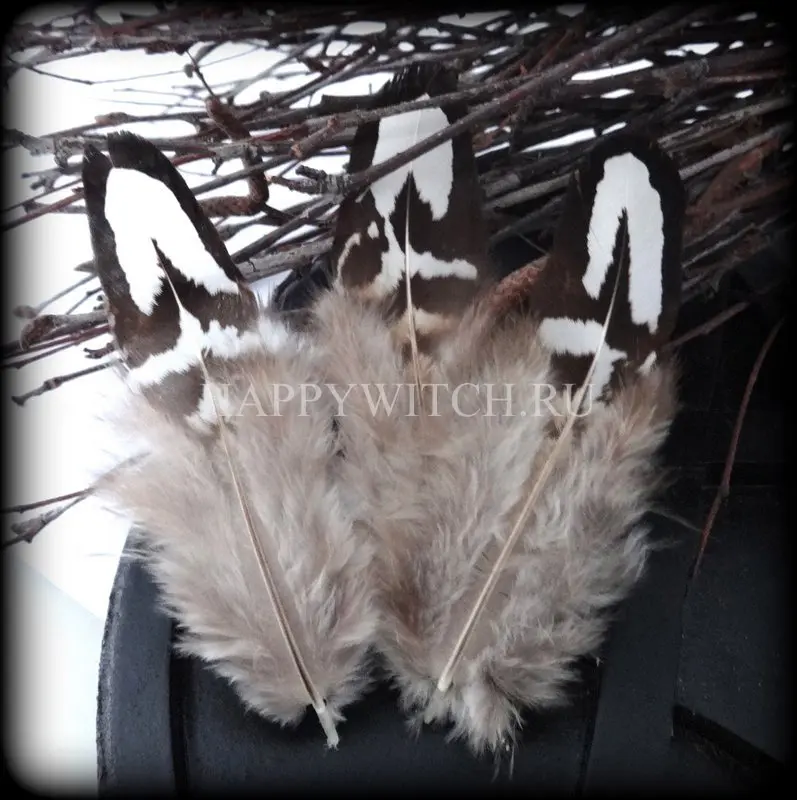 Пух и перья птицы