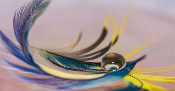 Черное перо птицы_значение