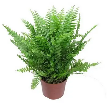 Магические растения_Папоротник