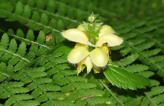 Праздник Лита_легенда цветок_праздник Лита.jpg