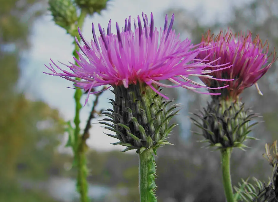 Магические травы_чертополох