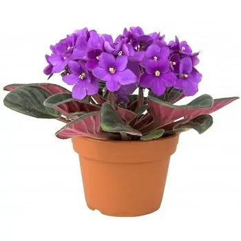 Магические растения_Фиалка