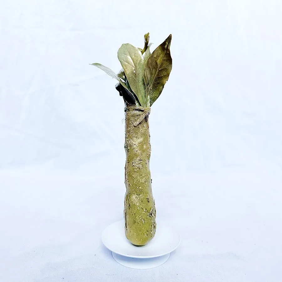 2025-08-18 17.52.46.jpg