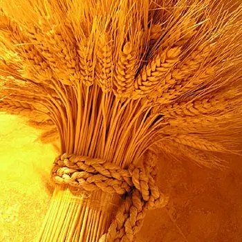 Первый сноп.jpg