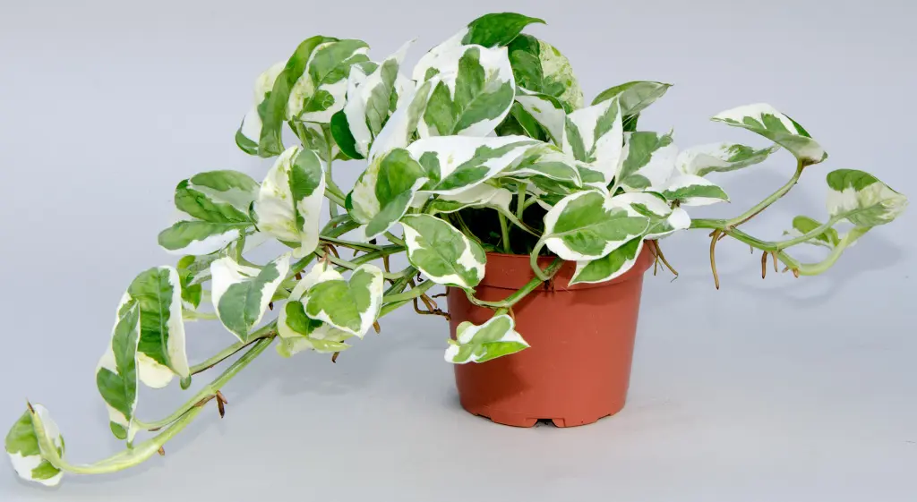 Сциндапсус